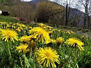 Da Miragolo S.Marco al Santuario del Perello sul sent. 514-10apr23 - FOTOGALLERY